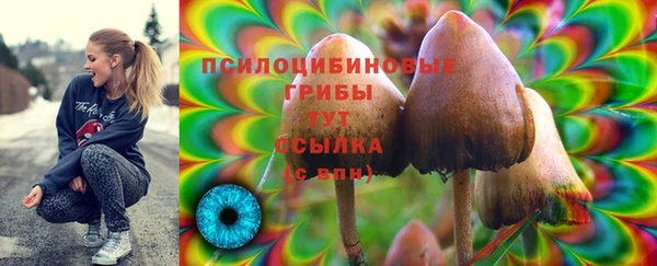 шишки Верея