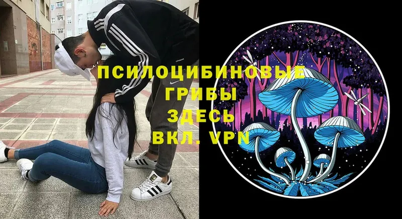 Галлюциногенные грибы Psilocybe  Надым 